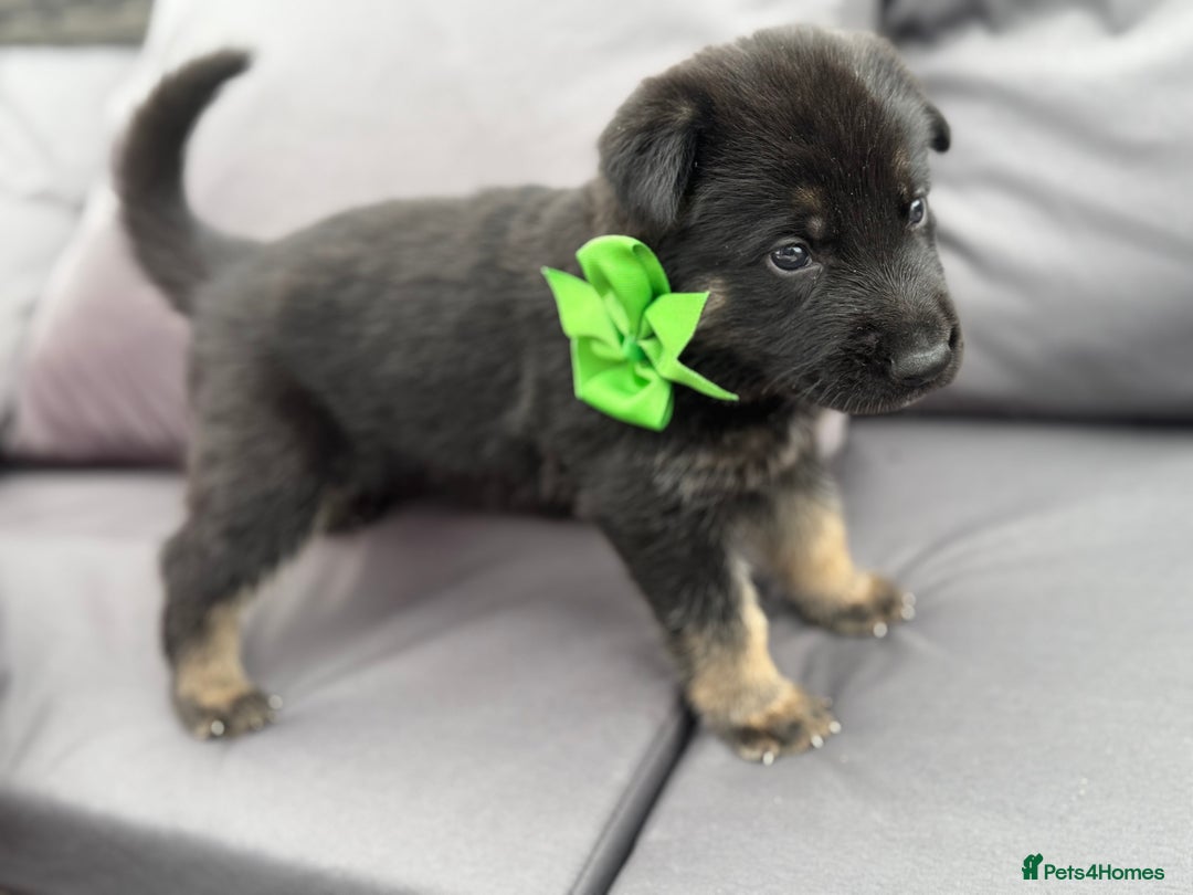 German Shepherd dogs for sale: Short coat straight back German Shepard  in Wolverhampton - Image 10
