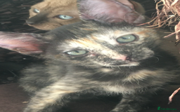 Oriental cats for sale: Oriental x Sphynx kittens  - Image 7
