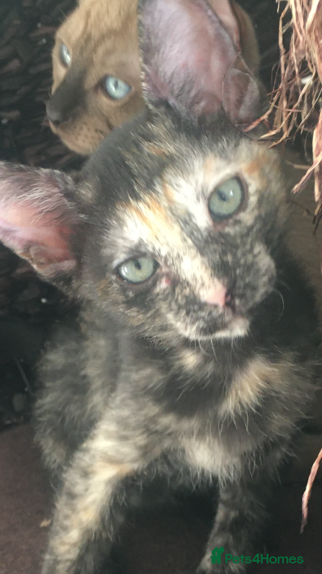 Oriental cats for sale: Oriental x Sphynx kittens  - Image 7