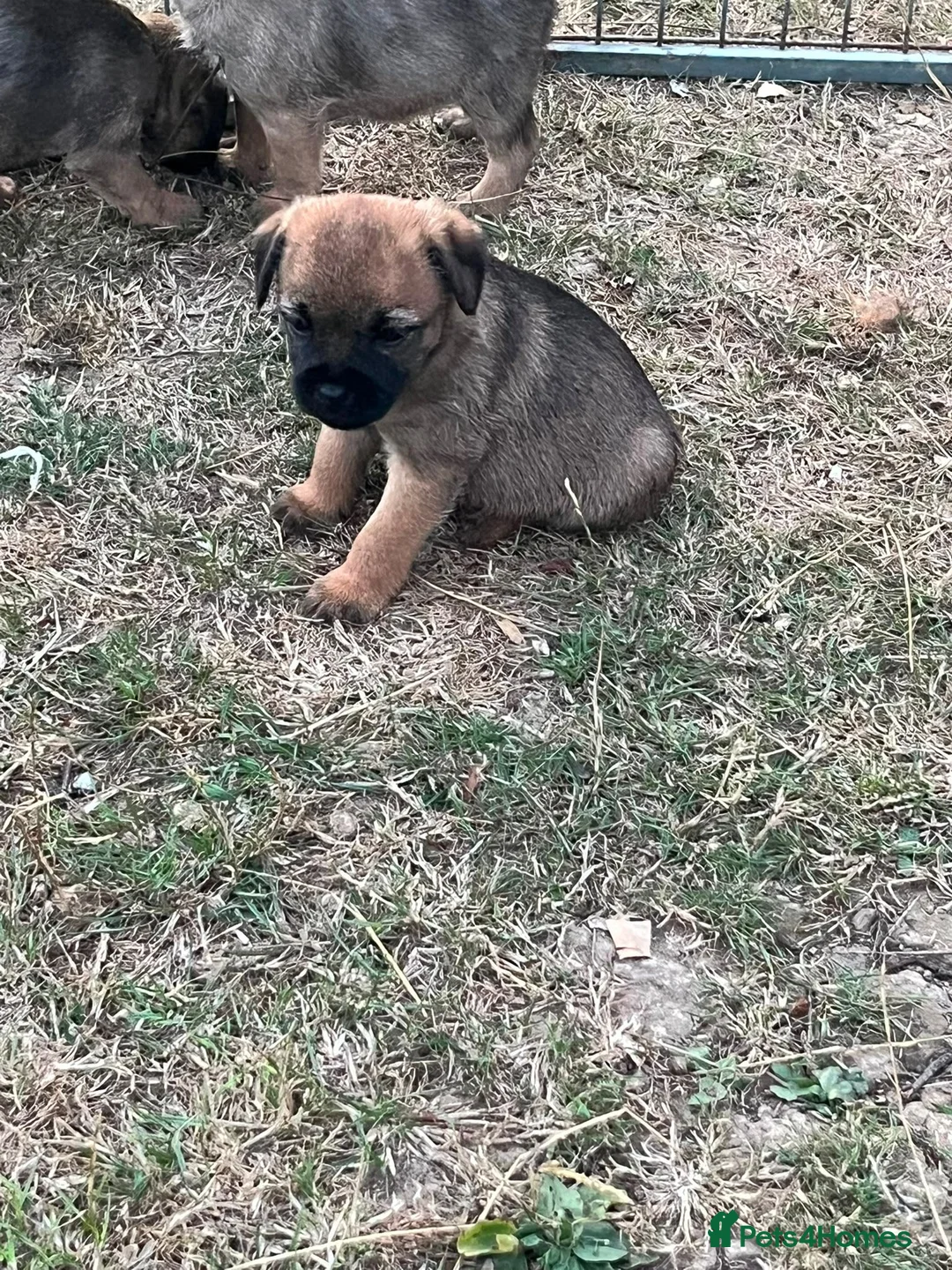 Border Terrier dogs for sale: KC registered Border Terrier Puppies in Dover - Advert 2