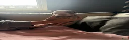 English Bulldog dogs for sale: Old English bulldog  in Portsmouth - Advert 20