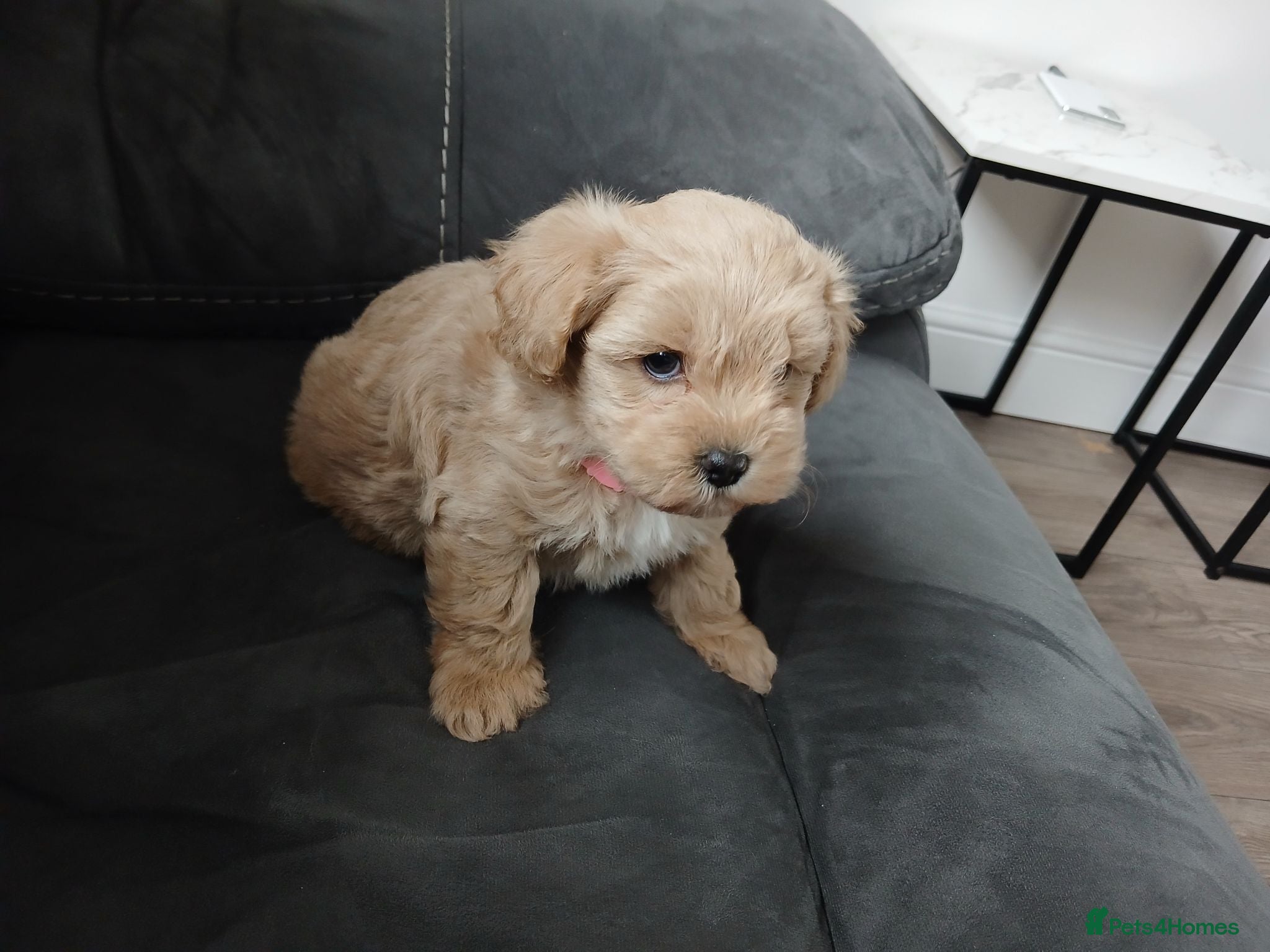 Maltipoo dogs Maltipoo puppies - Advert 2