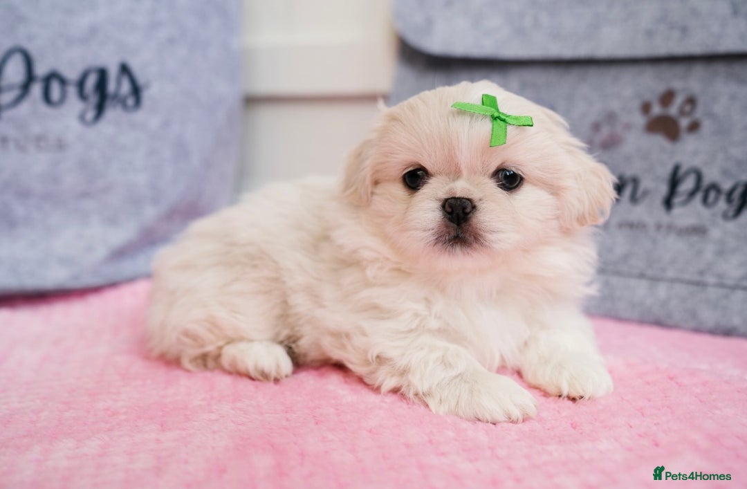 Pekingese dogs for sale: 🏆⭐️ KC reg Pekingese pups with genetics 🏆🐾 - Image 3