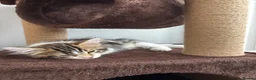 Mixed Breed cats for sale: Beautiful 12 Week Kitten 🤎 - Advert 3