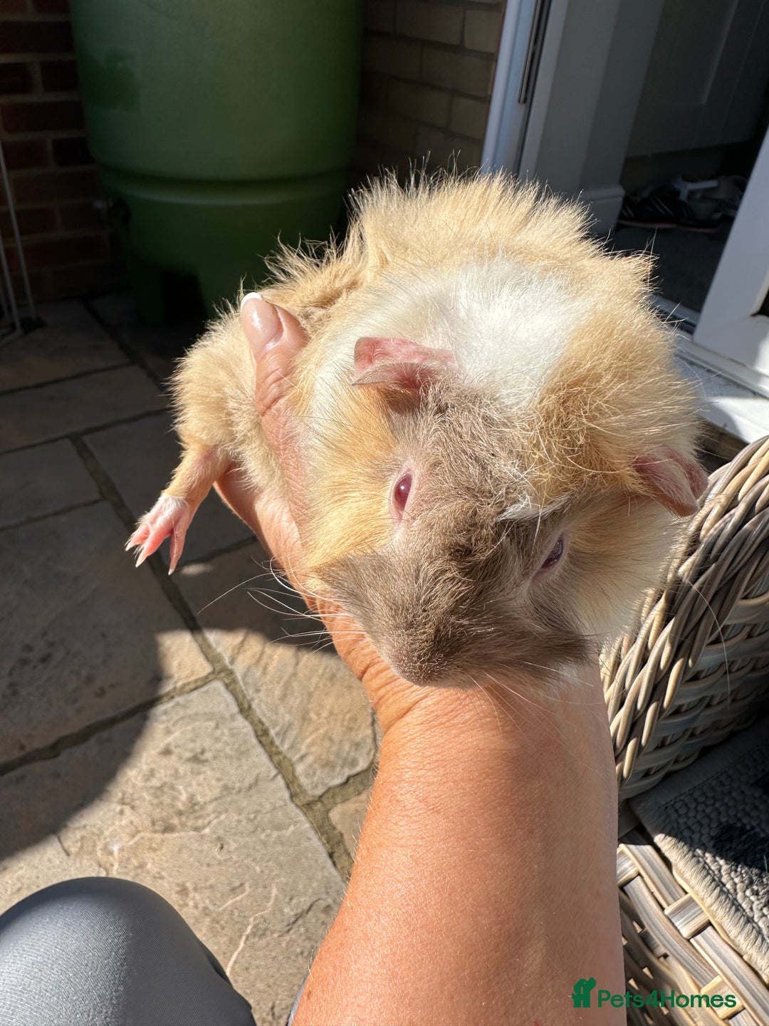 Guinea Pig rodents for sale: 3 Handsome male baby guinea pigs. - Image 16