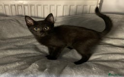 Mixed Breed cats for sale: Semi long hair and ginger kittens - Image 9