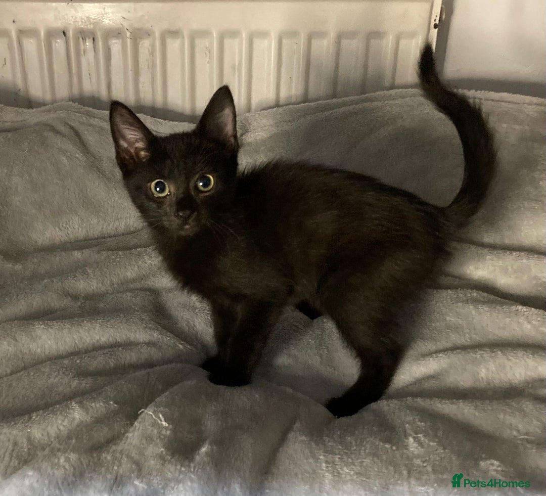 Mixed Breed cats for sale: Semi long hair and ginger kittens - Image 9