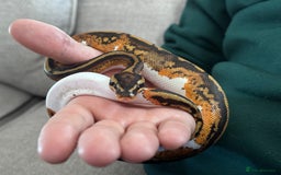 Python Snake reptiles for sale: Pied Ball Python and full set up - Image 1