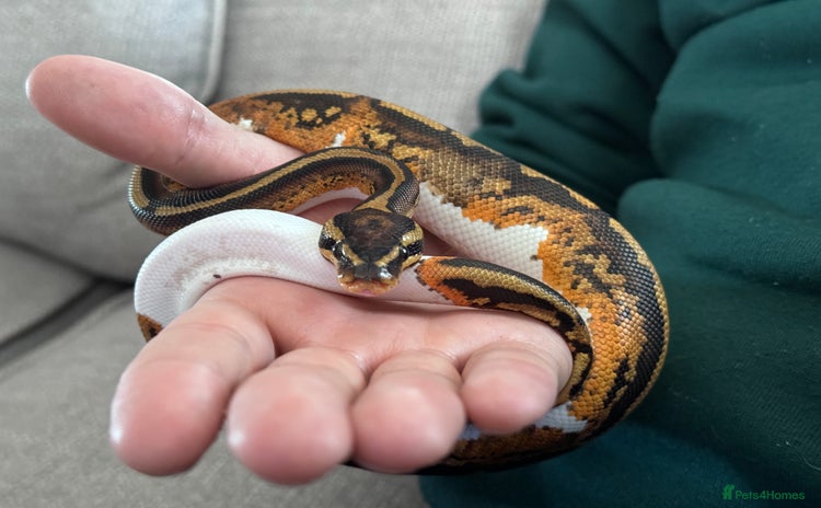 Python Snake reptiles - Advert 1