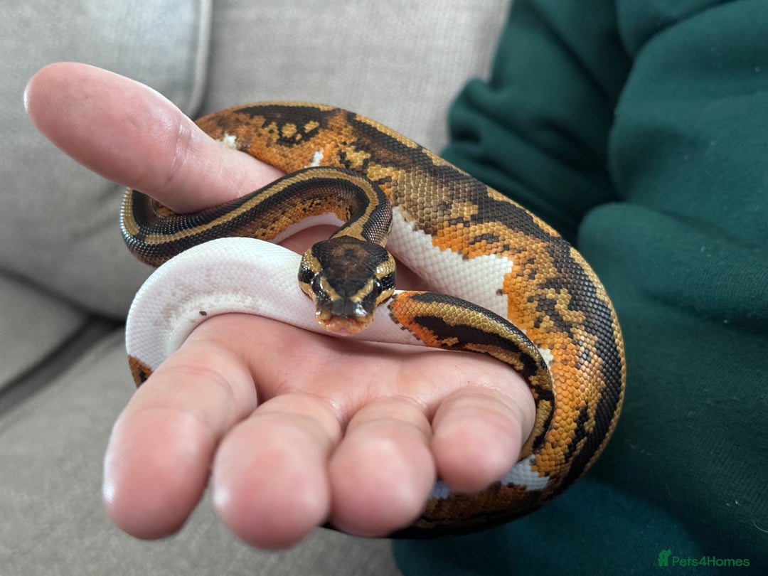 Python Snake reptiles for sale: Pied Ball Python and full set up - Image 1