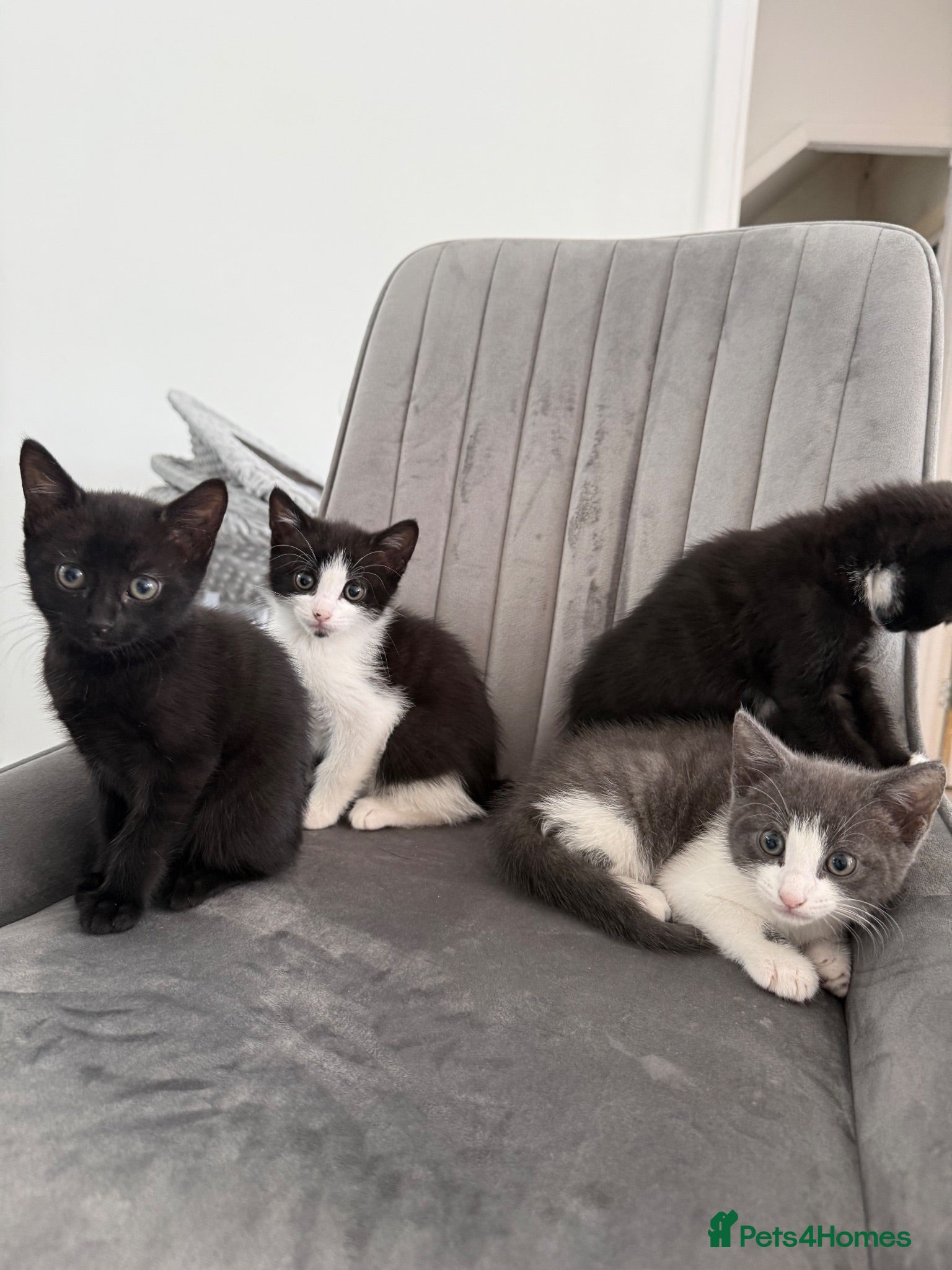 Mixed Breed cats Beautiful kittens ready for their forever homes✨ - Advert 3