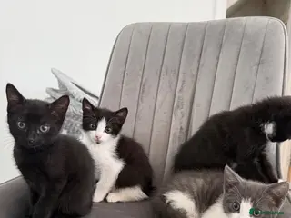 Mixed Breed cats Beautiful kittens ready for their forever homes✨ - Advert 3