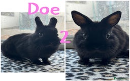 Netherland Dwarf rabbits for sale: Pure breed Netherlands male and female  - Image 2