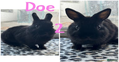 Netherland Dwarf rabbits - Advert 16