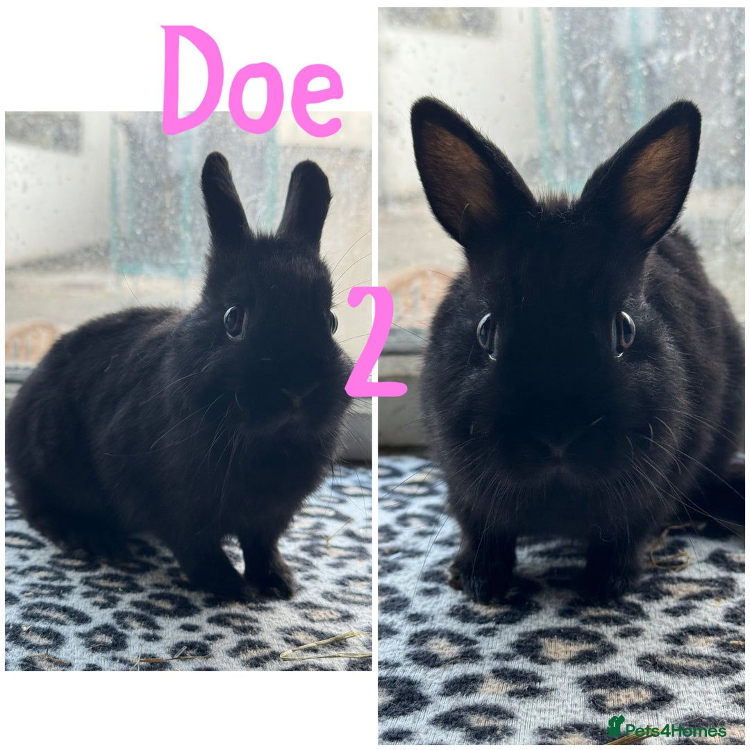 Netherland Dwarf rabbits for sale: Pure breed Netherlands male and female  - Image 2
