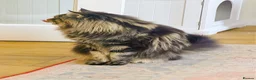 Maine Coon cats for stud: XL Mainecoon For Stud - Advert 2
