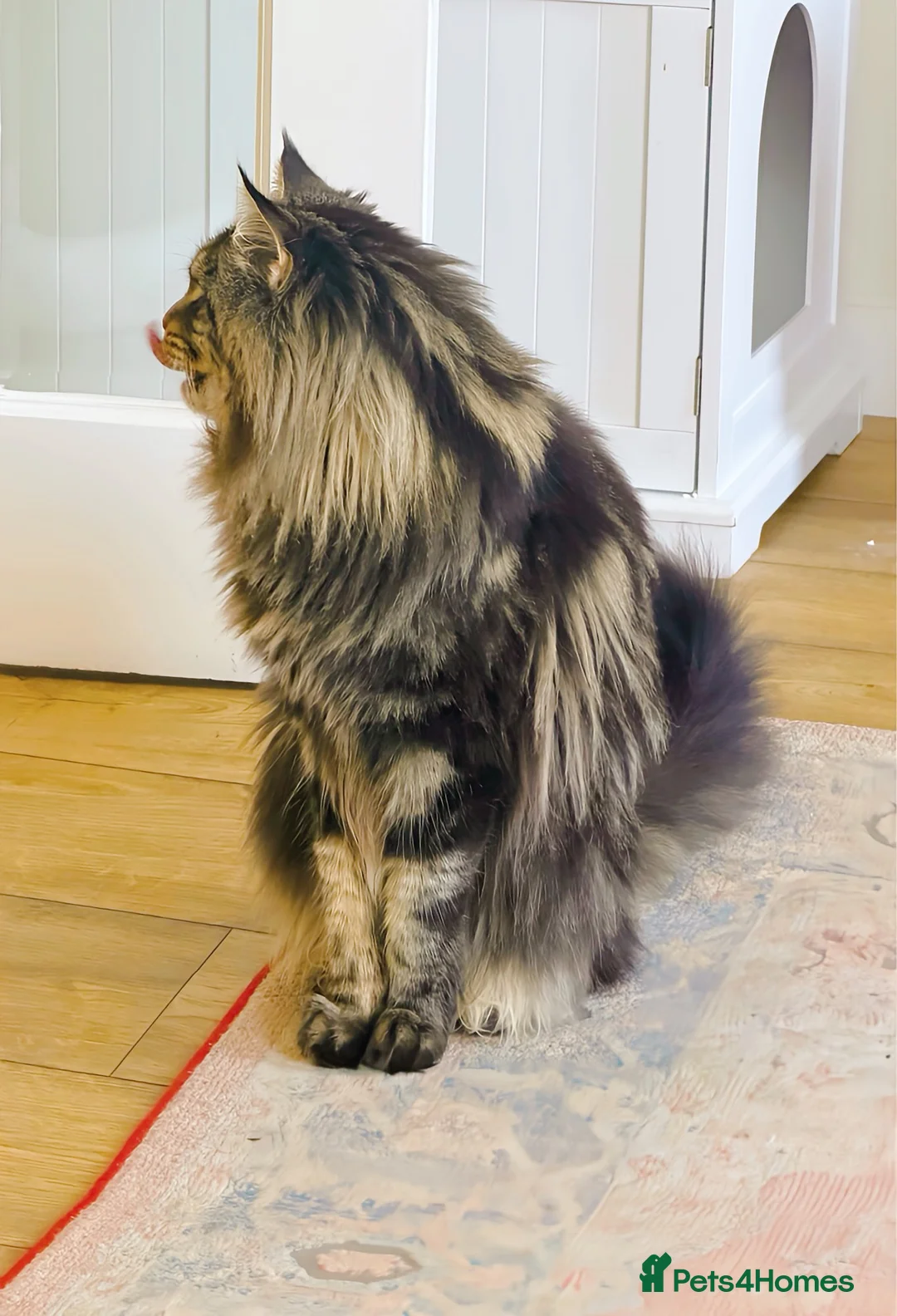 Maine Coon cats for stud: XL Mainecoon For Stud - Advert 2