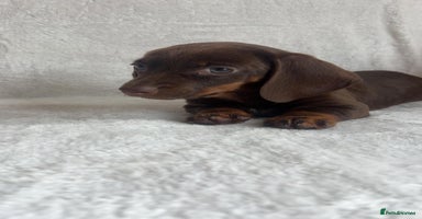Miniature Dachshund dogs - Advert 6