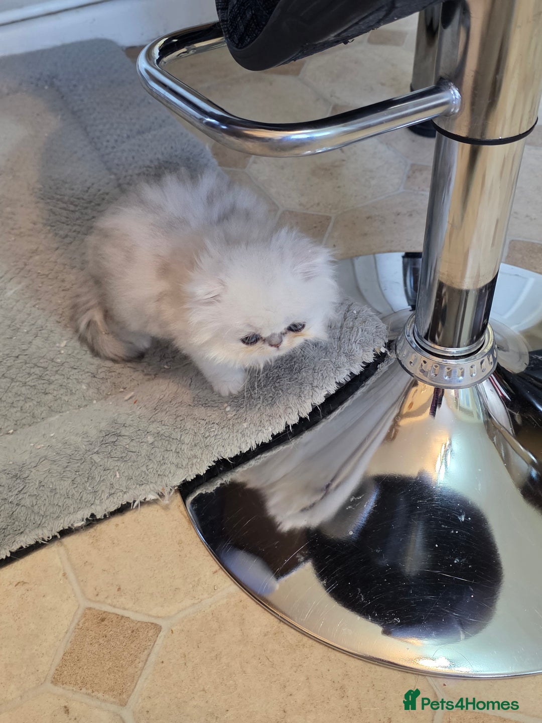 Persian cats for sale: Pedigree Chinchilla Kitten - Advert 4