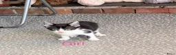 Mixed Breed cats for sale: 3 kittens ready for new homes  - Advert 11