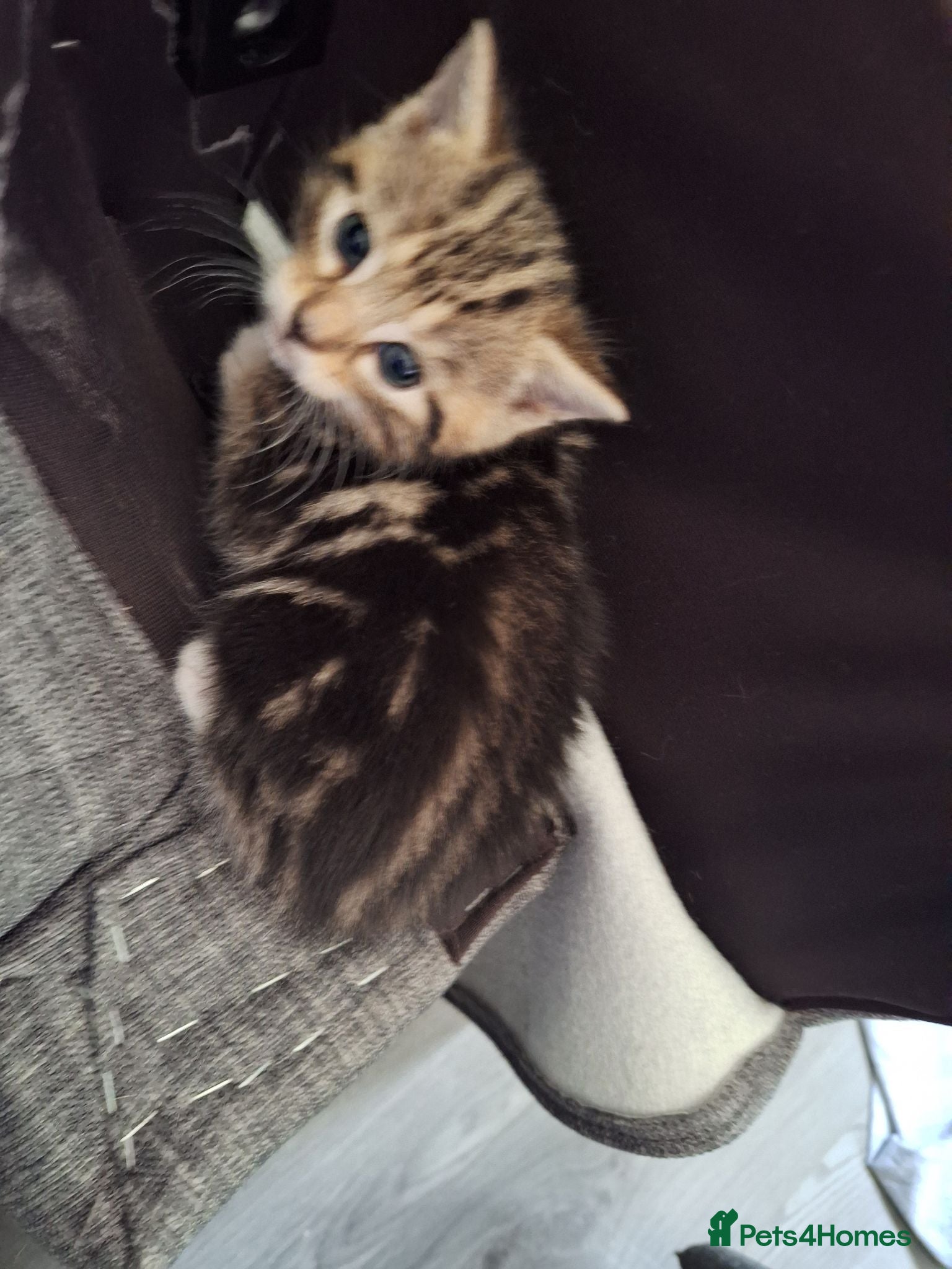 Mixed Breed cats 3 kittens looking for forever homes  - Advert 11
