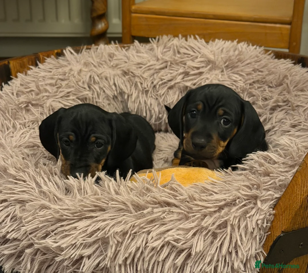 Miniature Dachshund dogs for stud: Chocolate and Tan Miniature Dachshund- Stud - Advert 8