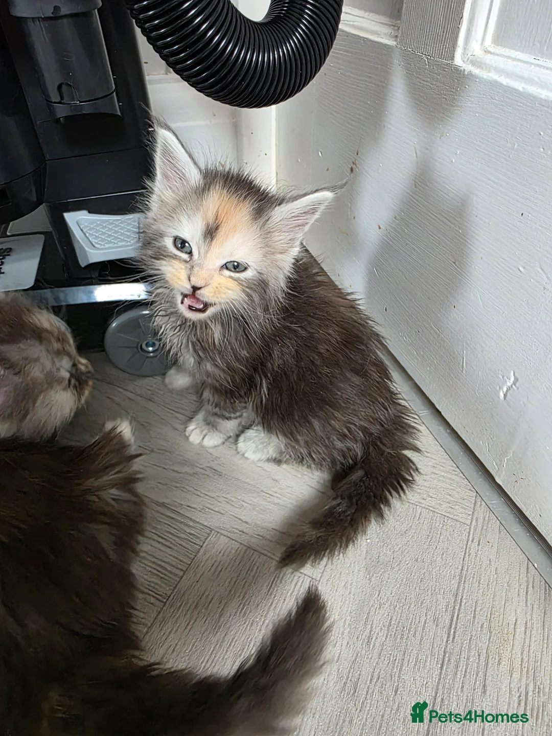 Maine Coon cats for sale: STUNNING MAINE COON KITTENS  - Advert 23