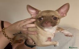 Chihuahua dogs for sale: Chihuahua 2 boys pups - Image 14