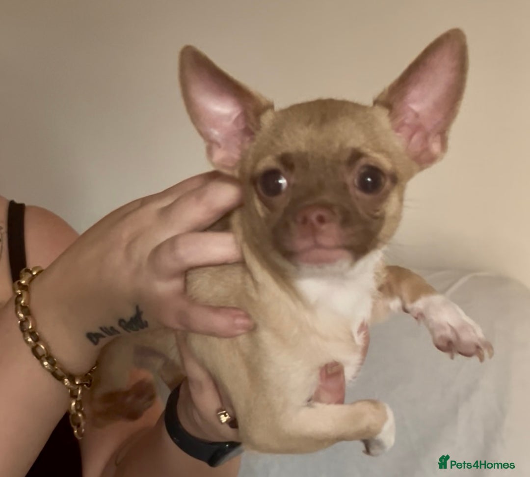 Chihuahua dogs for sale: Chihuahua 2 boys pups - Image 14