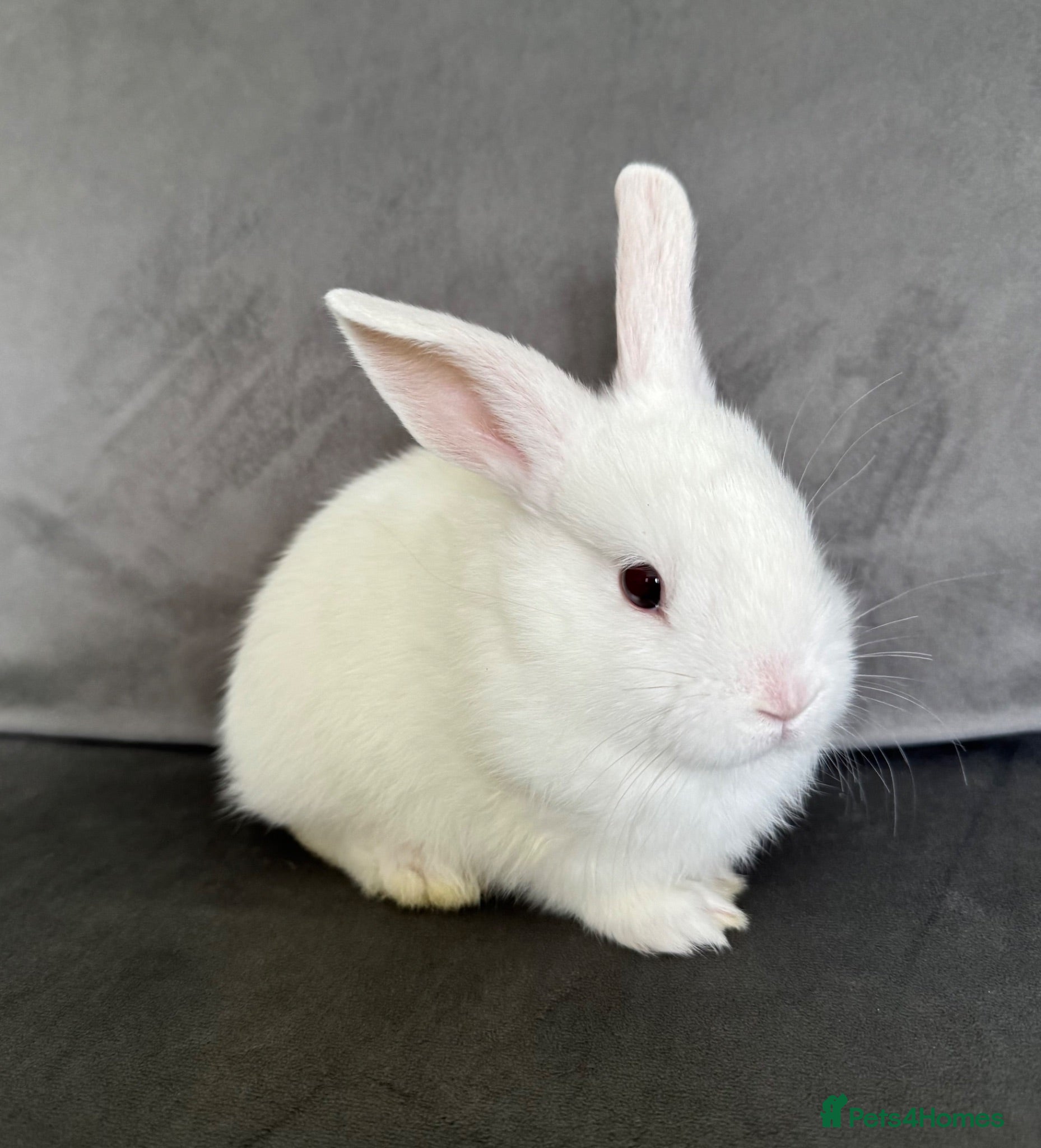 Mixed Breed rabbits Very Friendly Blue Eyed White Baby Boy Bunny  - Advert 7