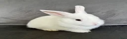 Mixed Breed rabbits for sale: Very Friendly White Baby Bunny  - Advert 2