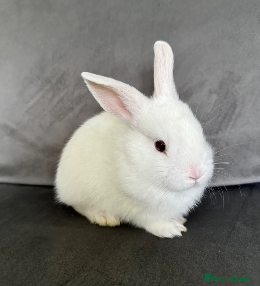 Mixed Breed rabbits for sale: Very Friendly White Baby Bunny  - Advert 2