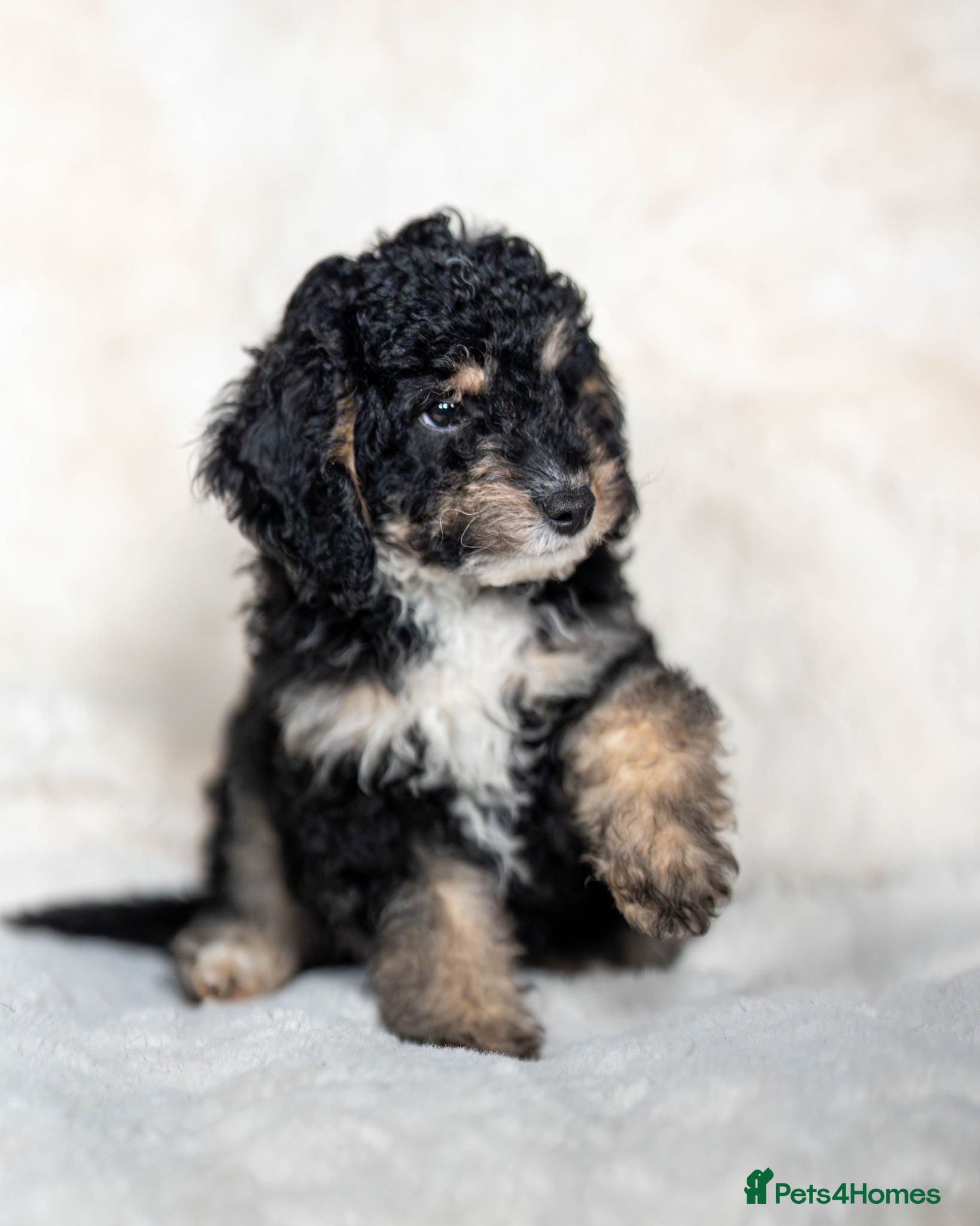 Cockapoo dogs 6 Stunning Cockapoo Puppies - 3 available ⌛ - Advert 14
