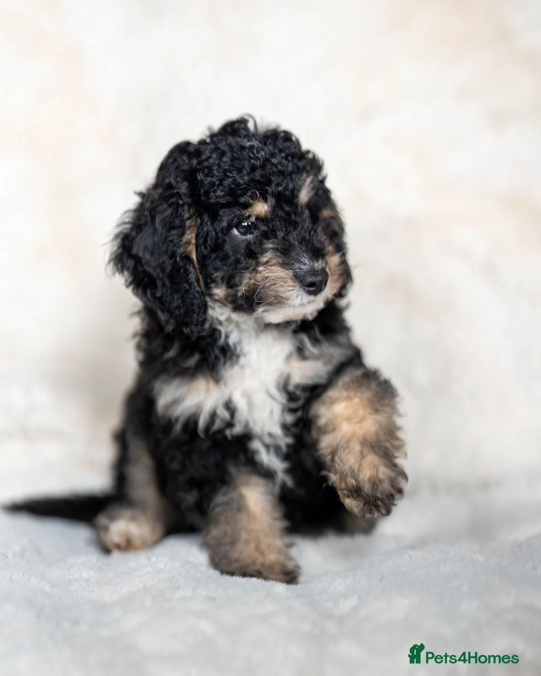 Cockapoo dogs for sale: ✨6 Stunning Cockapoo Puppies ~ 1 available✨ - Advert 1