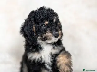 Cockapoo dogs 6 Stunning Cockapoo Puppies - 3 available ⌛ - Advert 16
