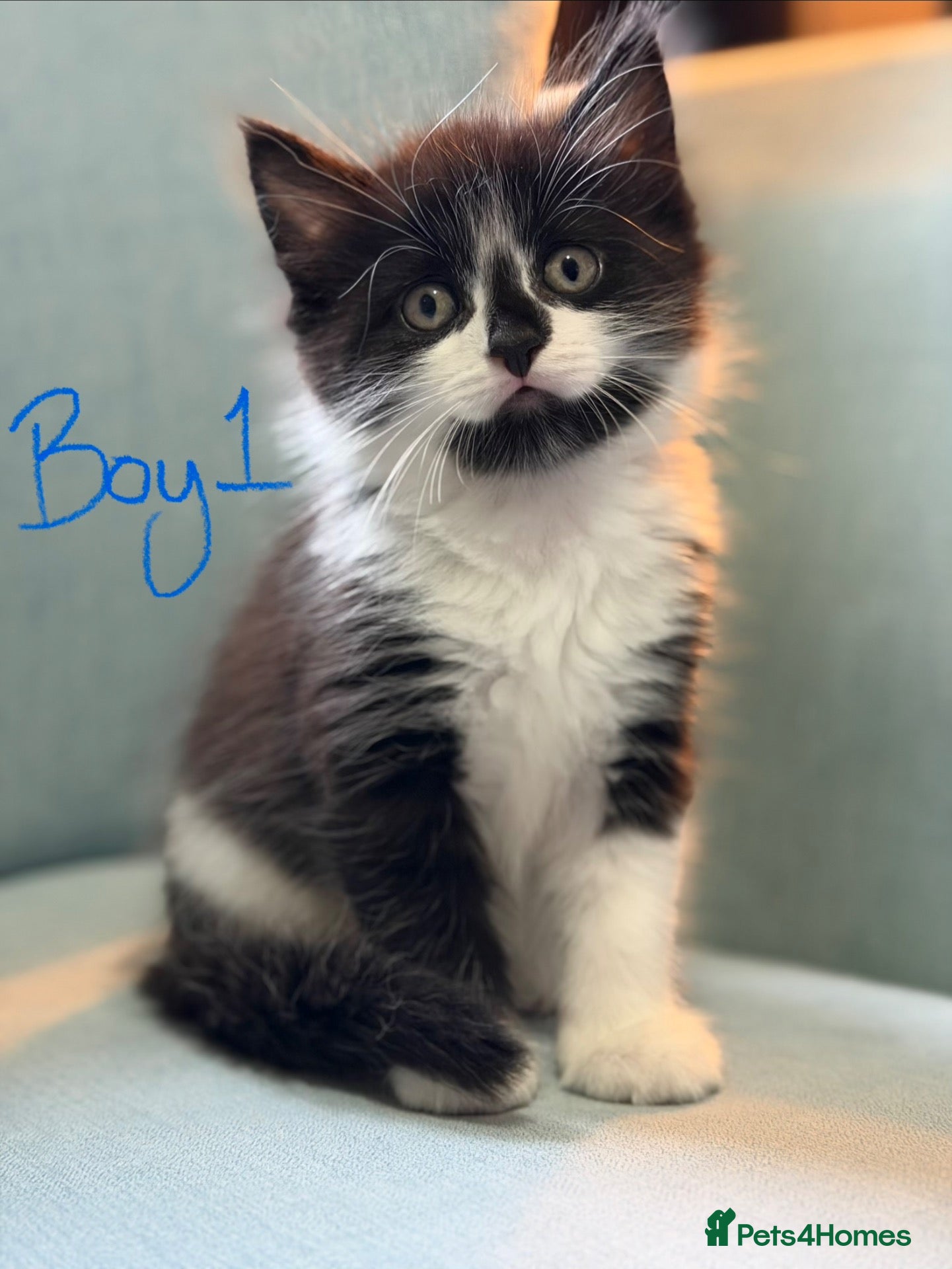 Domestic Shorthair cats Kittens for sale  - Advert 18