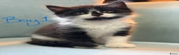 Domestic Shorthair cats for sale: Kittens for sale  in Sunderland - Advert 3