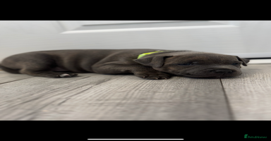 Staffordshire Bull Terrier dogs - Advert 3