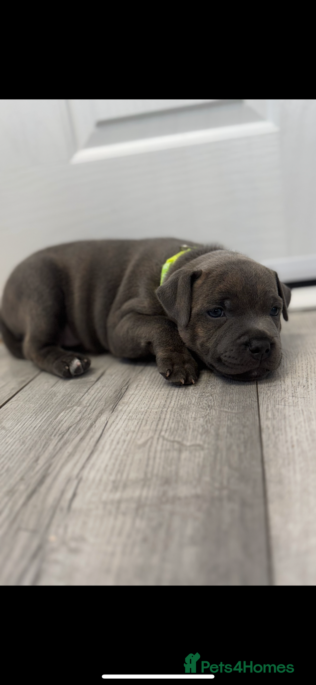 Staffordshire Bull Terrier dogs for sale: Pedigree blue kc reg staffordshire bull terrier  - Image 3