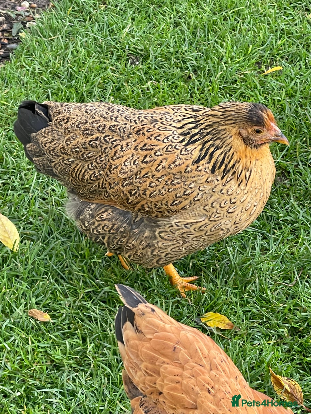 Chickens poultry for sale: BANTAM WYANDOTTE HENS, COCKERELS & TRIOS - Image 13