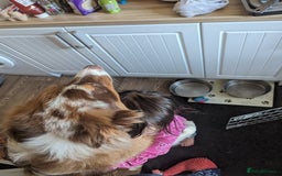 Australian Shepherd dogs for sale: Beautiful Australia shepherd looking for home - Image 5