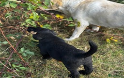 Labrador Retriever dogs for sale: Chunky black little man ready now  - Image 3