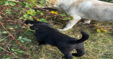 Labrador Retriever dogs - Advert 16