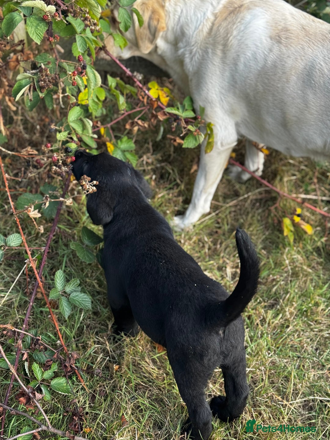 Labrador Retriever dogs for sale: Chunky black little man ready now  - Image 3