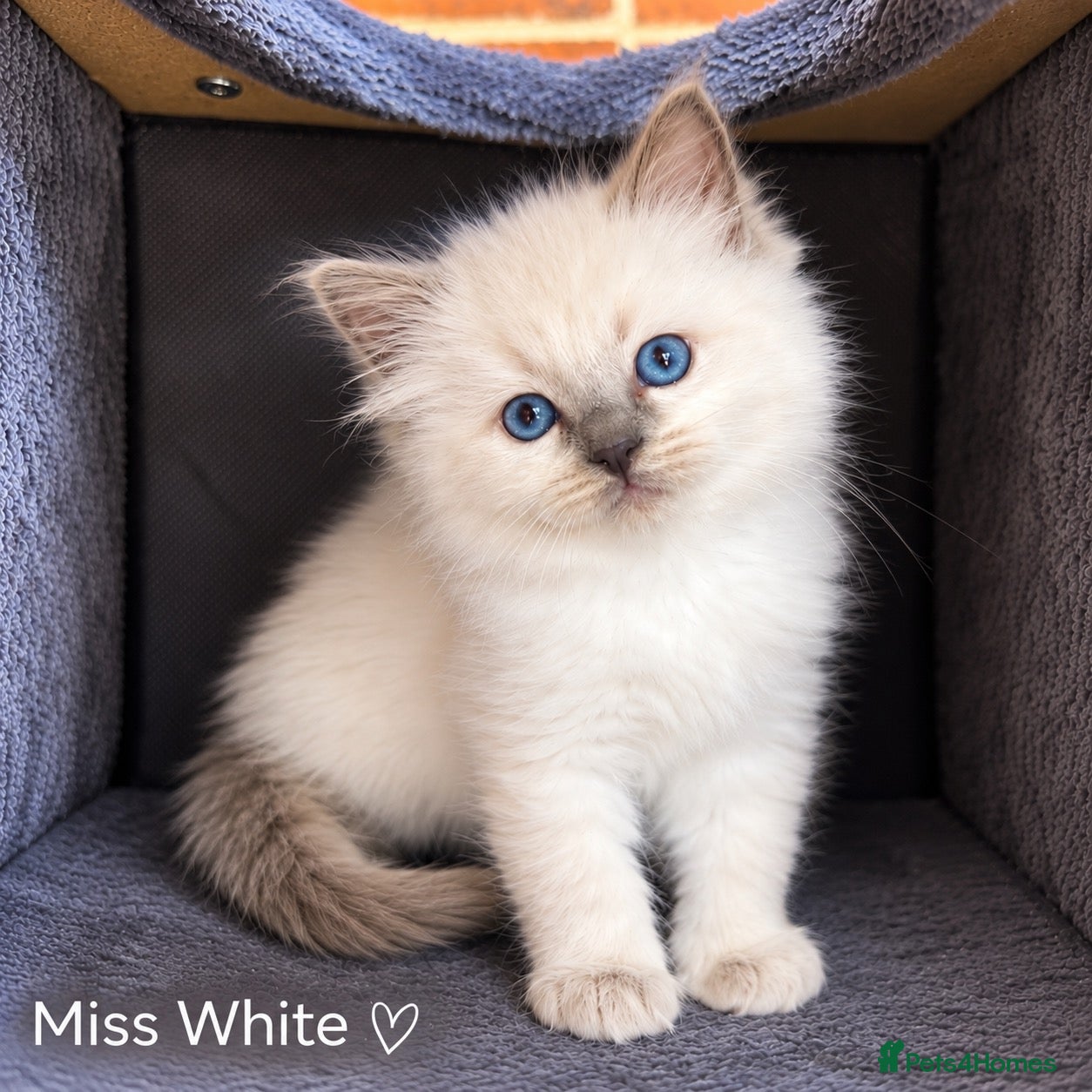 Ragdoll cats Stunning Ragdoll-Point Kittens  Champion Bred Sire - Advert 2