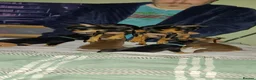 Miniature Pinscher dogs for sale: Pure breed Miniature Pinschers for sale  - Advert 32