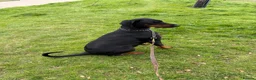 Dobermann dogs for sale: KC registered exclusive Dobermann puppies  in Wickford - Advert 25