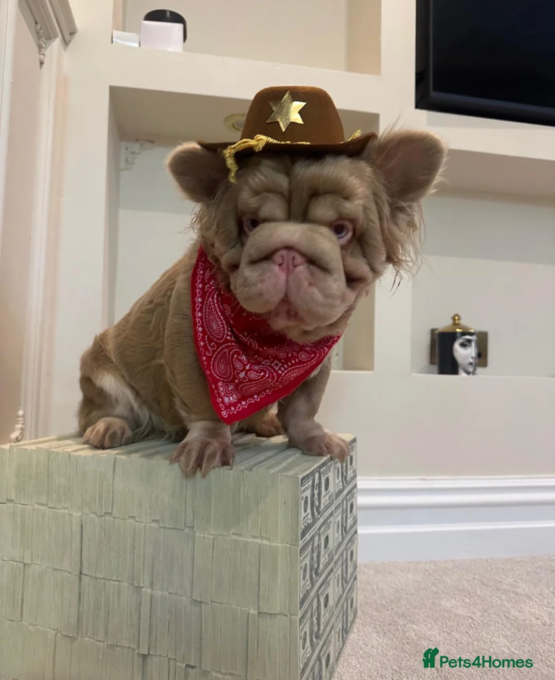 French Bulldog dogs for sale: PRINCE CHARMING😍 - Advert 2