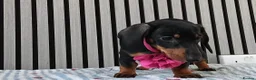Miniature Dachshund dogs for sale: ❤️🐶Miniature dachshund pupppy ❤️🐶 - Advert 1