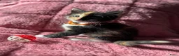 Maine Coon cats for sale: 3 Female Calico MaineCoon Cross Kittens - Advert 11